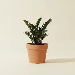 ZZ-plant