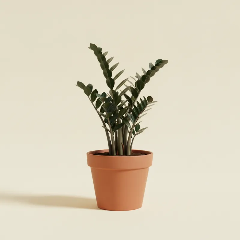 ZZ-plant — Zamioculcas zamiifolia 'Super Nova' (illustratie)