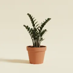 ZZ-plant