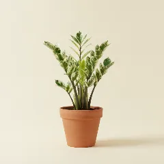 ZZ-plant