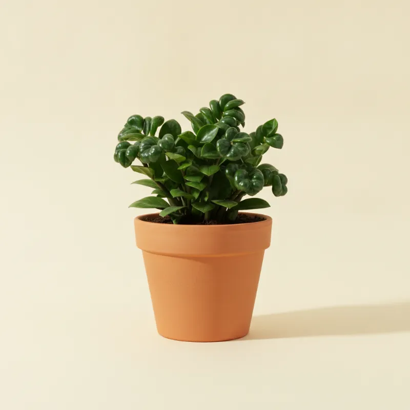 ZZ-plant — Zamioculcas zamiifolia 'Zenzi' (illustratie)