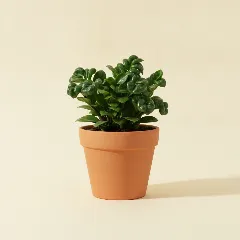 ZZ-plant