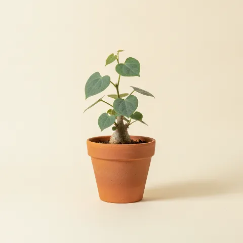 Adenia glauca (illustratie)