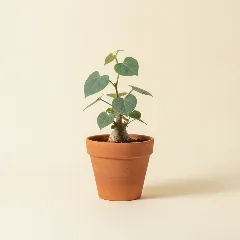 Adenia glauca