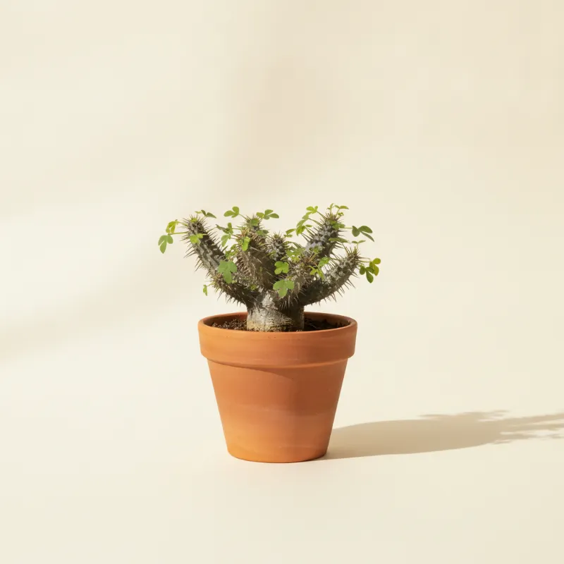 Adenia spinosa (illustratie)
