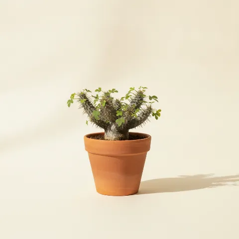 Adenia spinosa (illustratie)
