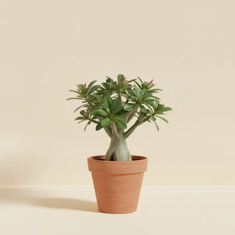 Adenium arabicum (illustratie)