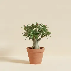 Adenium arabicum