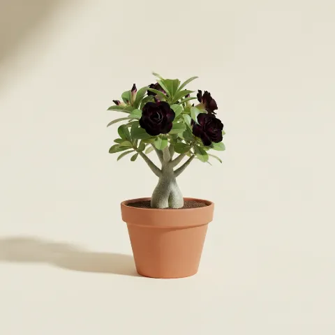 Woestijnroos β Adenium obesum 'Black Desert Rose' (illustratie)