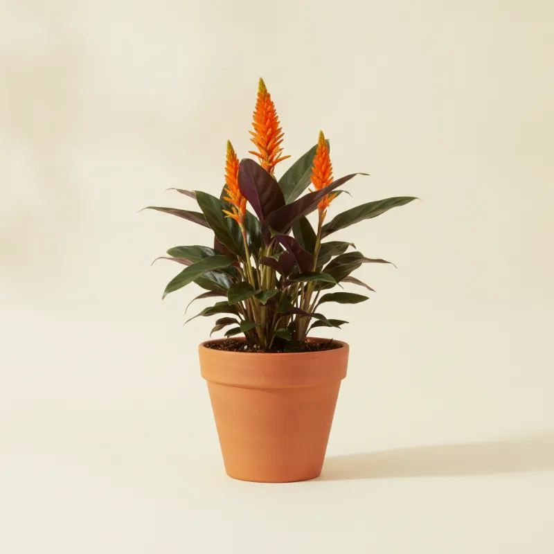 Calathea — Calathea crocata 'Tassmania' (illustratie)