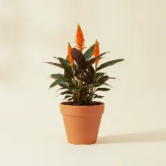 Calathea
