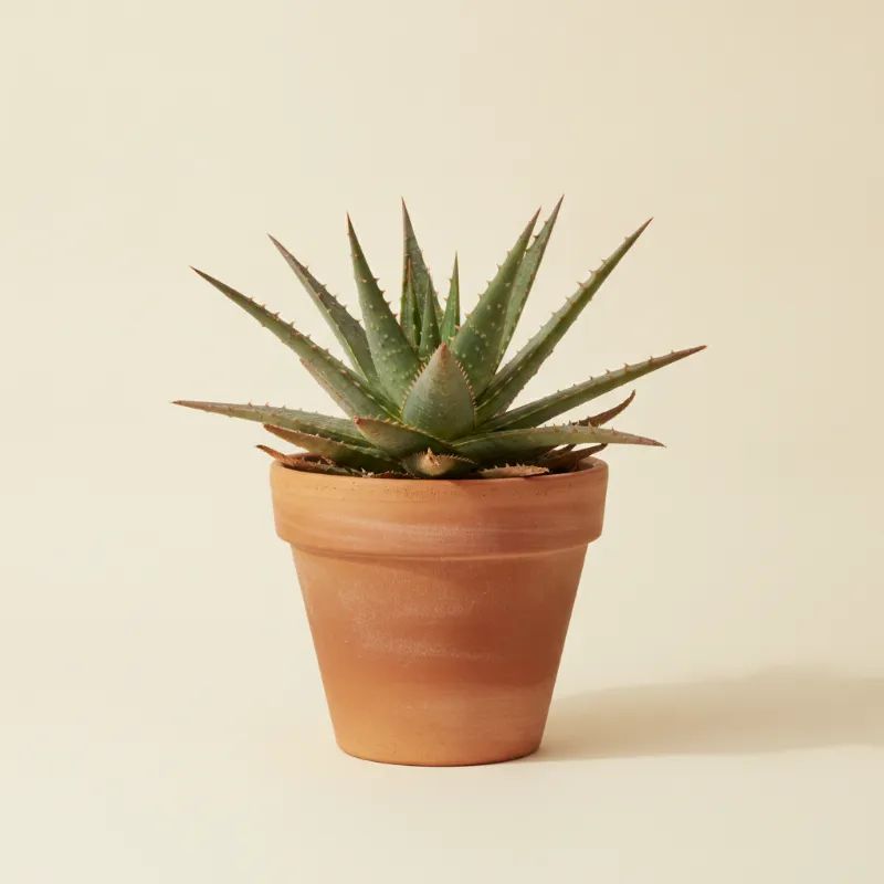 Aloë — Aloe aculeata (illustratie)