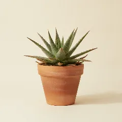 Aloë