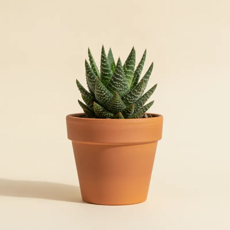 Aloë — Aloe haworthioides (illustratie)