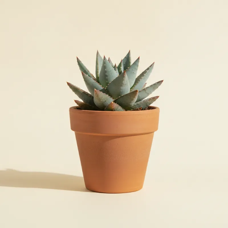 Aloë — Aloe peglerae (illustratie)