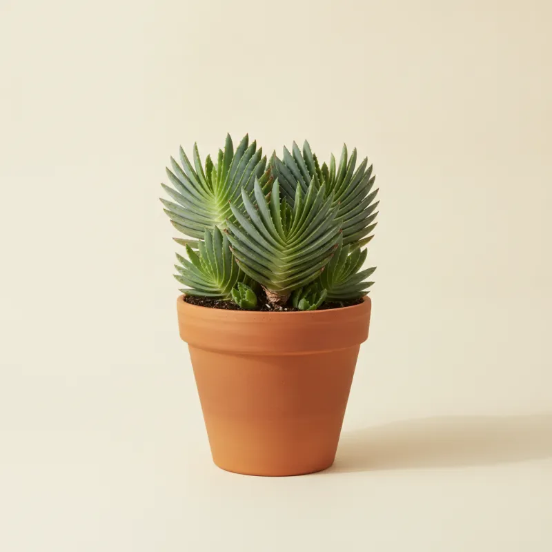 Aloë — Aloe plicatilis (illustratie)