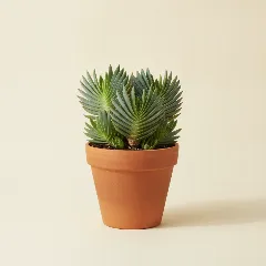 Aloë