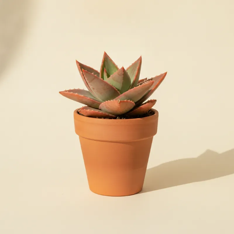 Aloë — Aloe 'Delta Dawn' (illustratie)