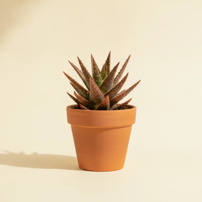 Aloë — Aloe 'Firebird' (illustratie)
