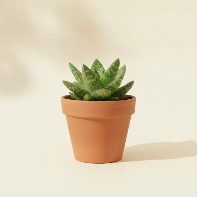Aloë — Aloe 'Minnie Belle' (illustratie)