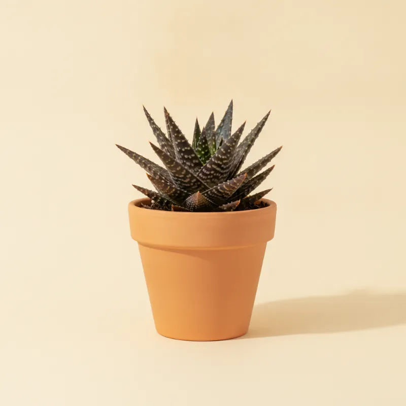 Aloë — Aloe 'Starry Night' (illustratie)