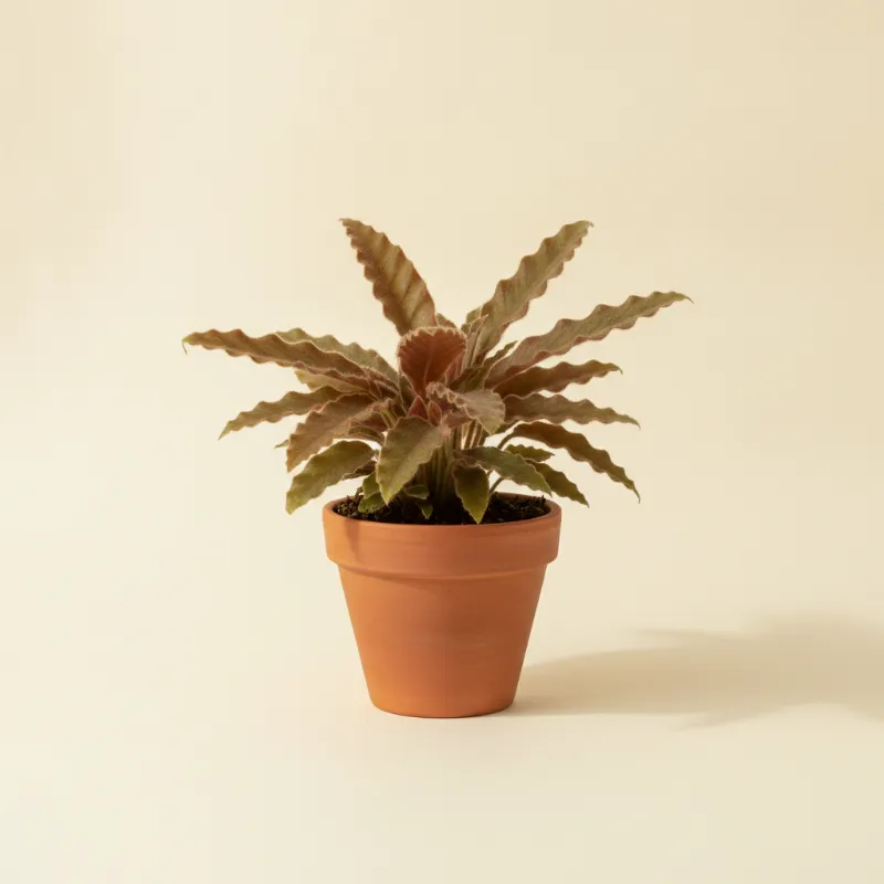 Calathea — Calathea rufibarba (illustratie)