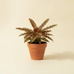 Calathea