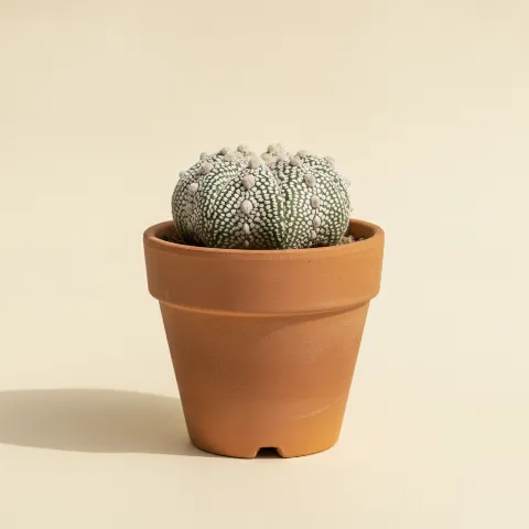 Astrophytum asterias 'Super Kabuto'