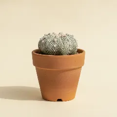 Astrophytum asterias 'Super Kabuto'