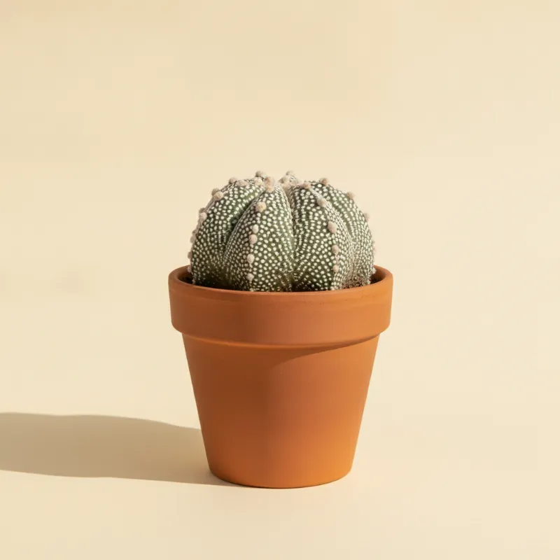 Bisschopsmuts — Astrophytum myriostigma 'Onzuka' (illustratie)