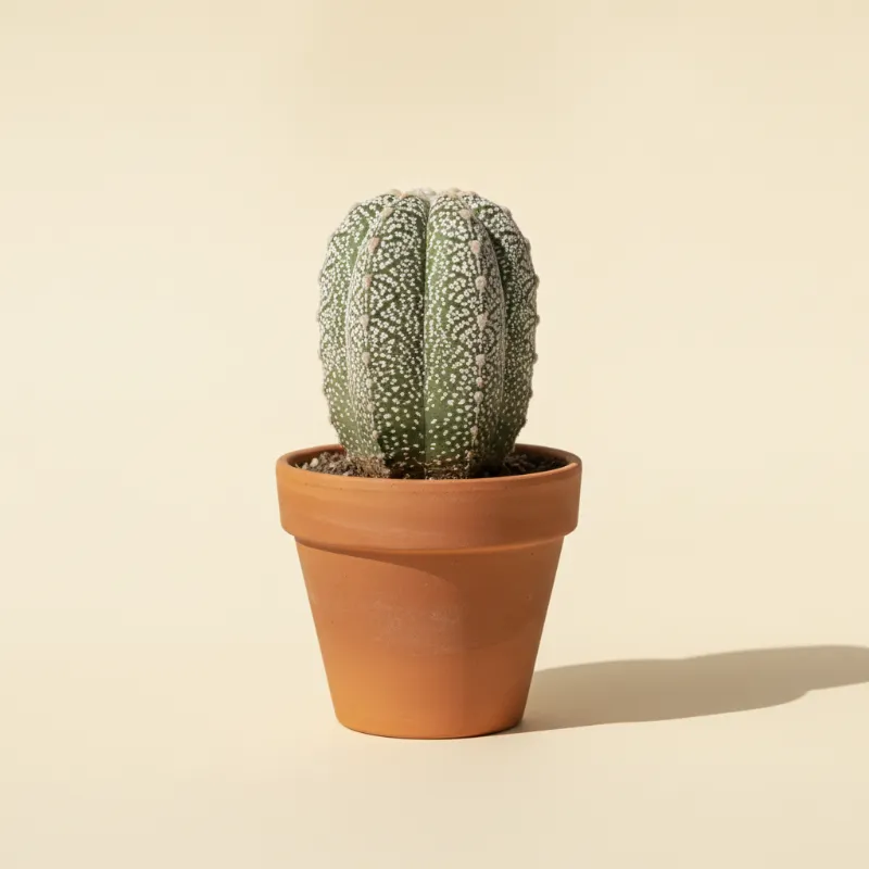 Bisschopsmuts — Astrophytum myriostigma 'Quadricostatum' (illustratie)