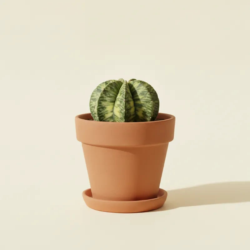 Bisschopsmuts — Astrophytum myriostigma 'Variegata' (illustratie)