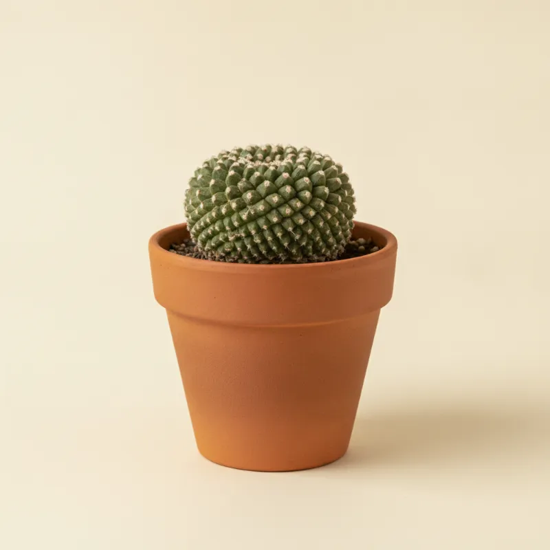 Aztekium ritteri (illustratie)