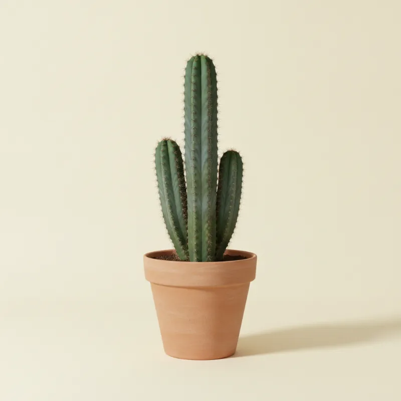 Appelcactus — Cereus repandus (illustratie)