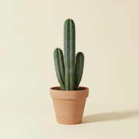Appelcactus