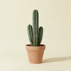 Appelcactus