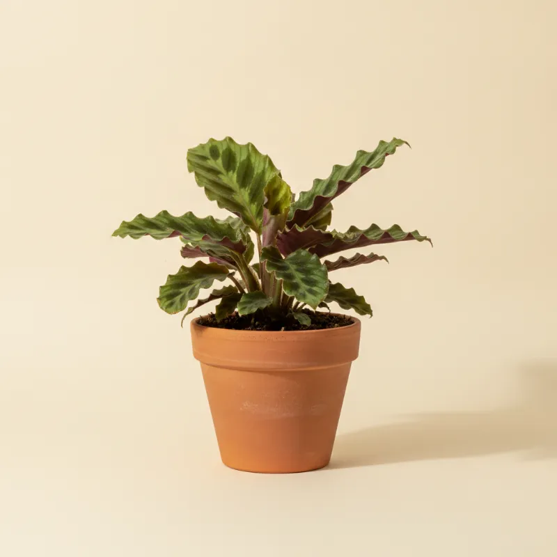 Calathea — Calathea rufibarba 'Miroscha' (illustratie)