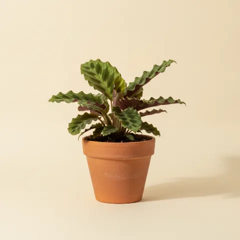 Calathea