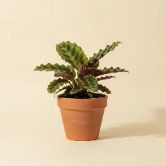 Calathea