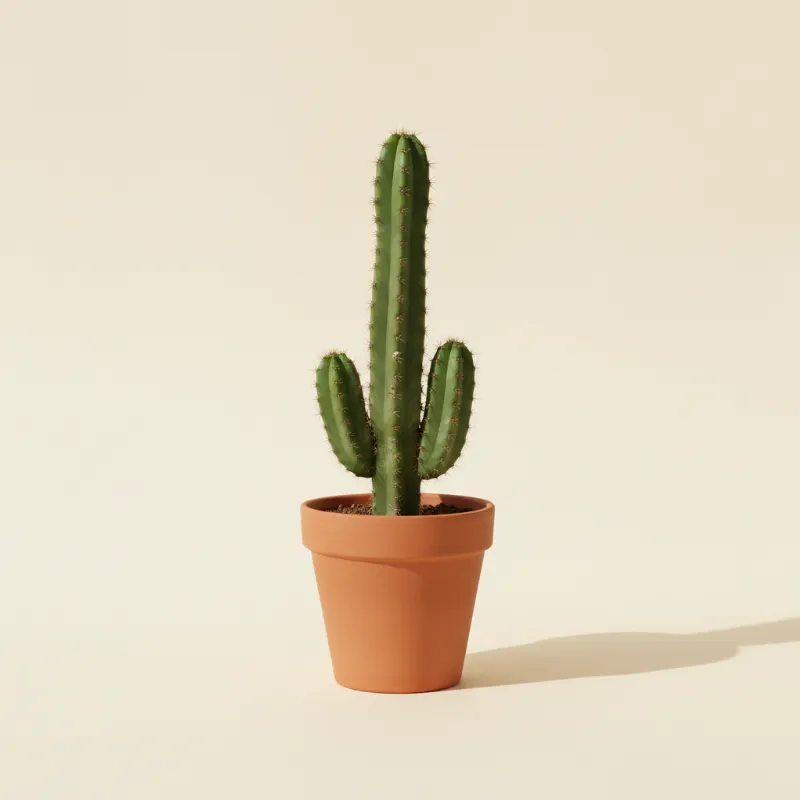 Cereus validus (illustratie)