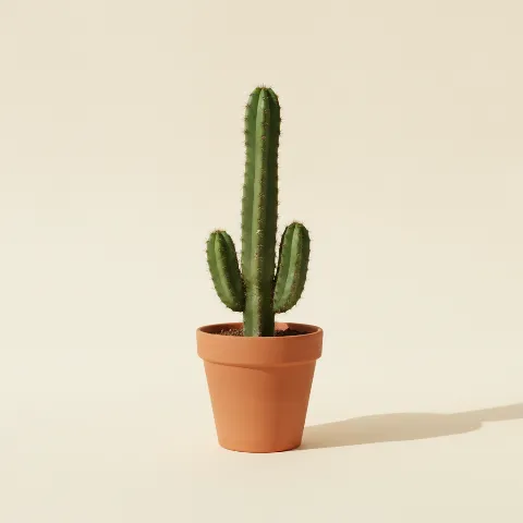 Cereus validus