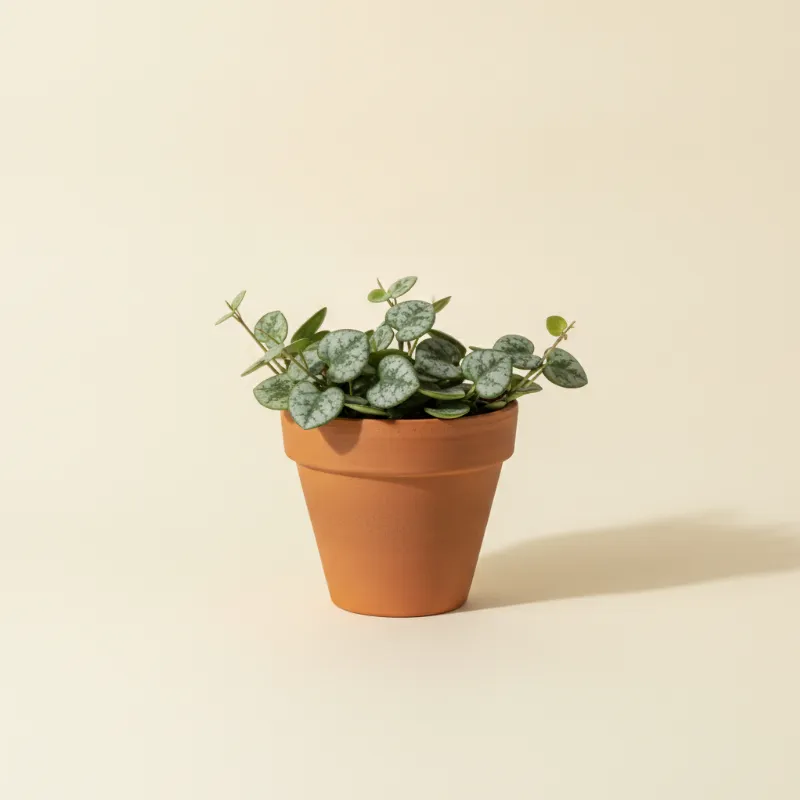 Chinees lantaarnplantje — Ceropegia woodii 'Silver Glory' (illustratie)