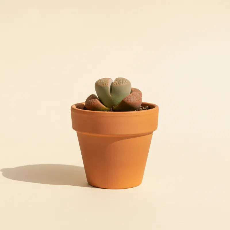 Conophytum bilobum (illustratie)