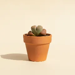 Conophytum bilobum