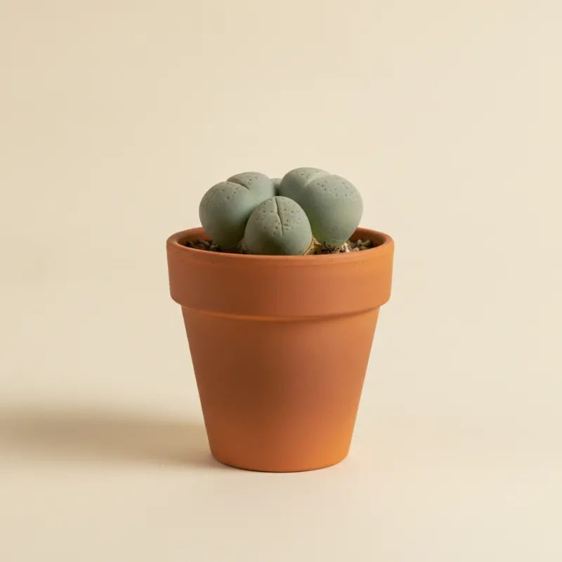 Conophytum calculus (illustratie)