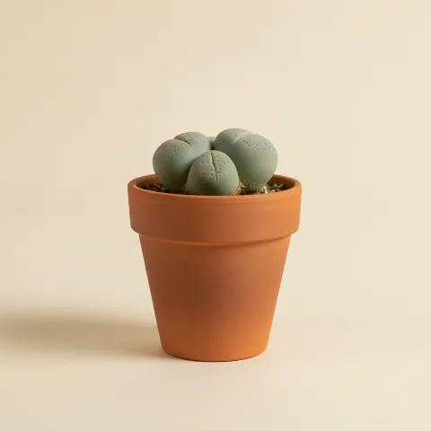 Conophytum calculus
