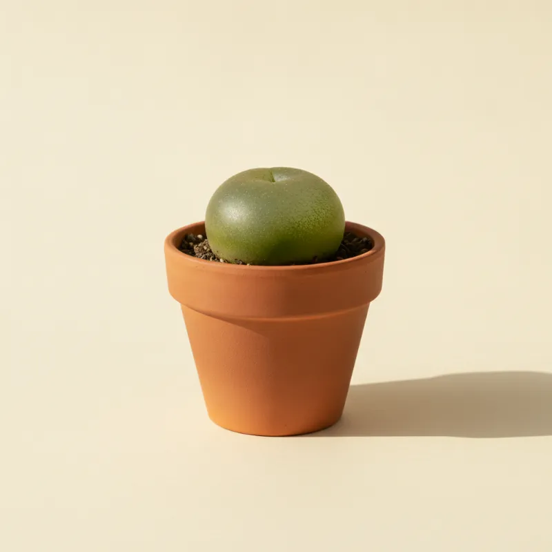 Conophytum burgeri (illustratie)
