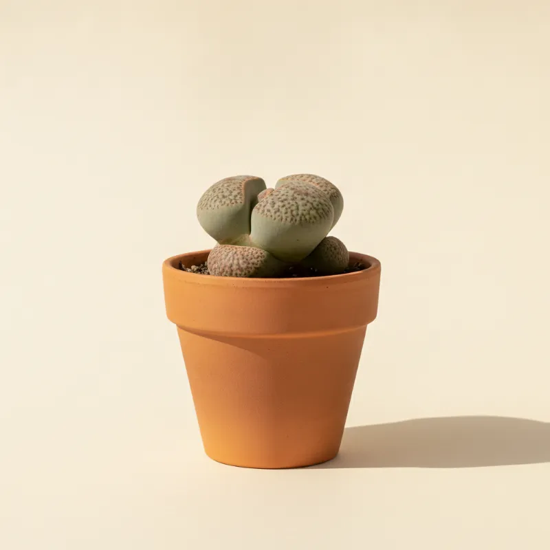 Conophytum friedrichiae (illustratie)