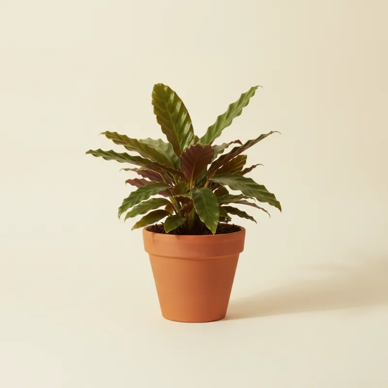 Calathea — Calathea rufibarba 'Wavestar' (illustratie)