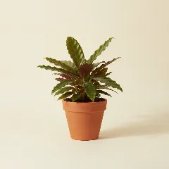 Calathea